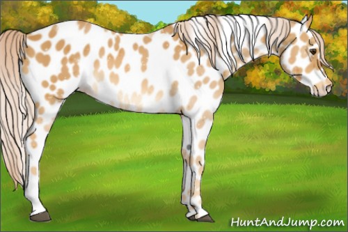 Horse Color:Palomino Tobiano Appaloosa 