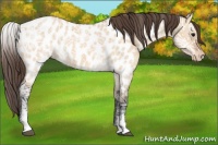 Horse Color:White Spotted Bay Ice Dun Sabino Near Leopard Rabicano 