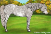 Horse Color:Silver Blue Ice Roan Sabino Frame 