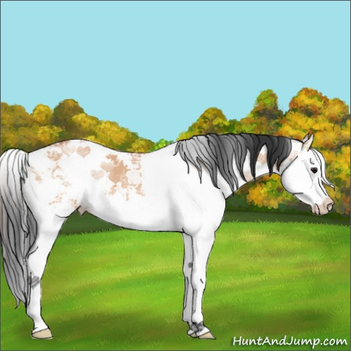 Horse Color:Unknown 