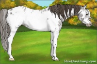 Horse Color:Smoky Black Ice Sabino Splash Frame Near Leopard 