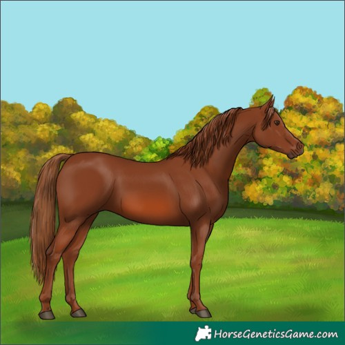 Horse Color:Chestnut 