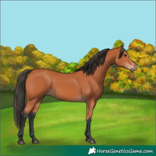 Horse Color:Bay 