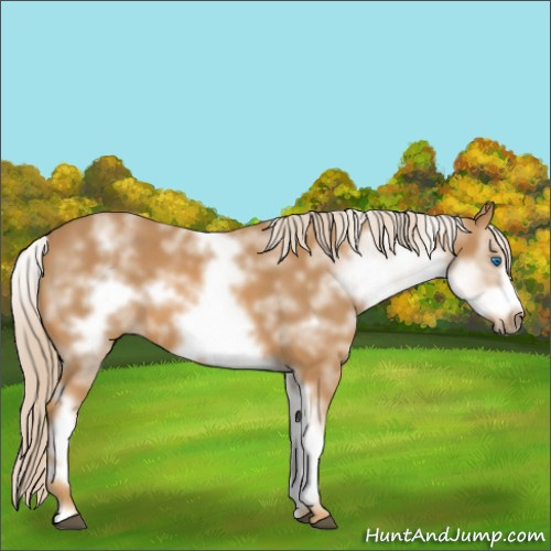 Horse Color:White Spotted Chestnut Sabino Frame 