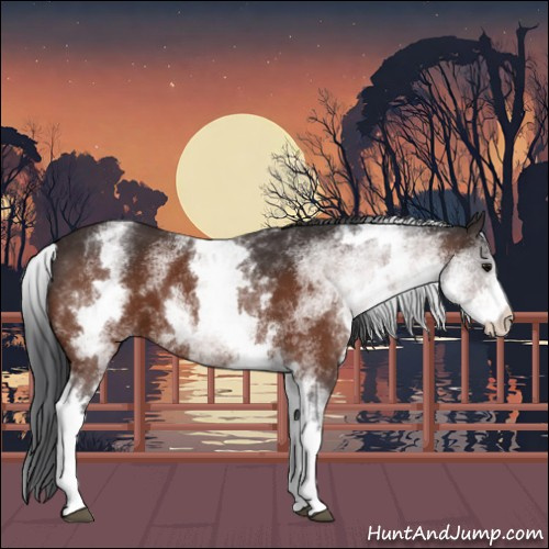 Horse Color:White Spotted Bay