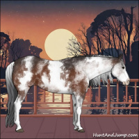 Horse Color:White Spotted Bay 