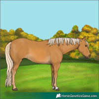 Horse Color:Palomino 