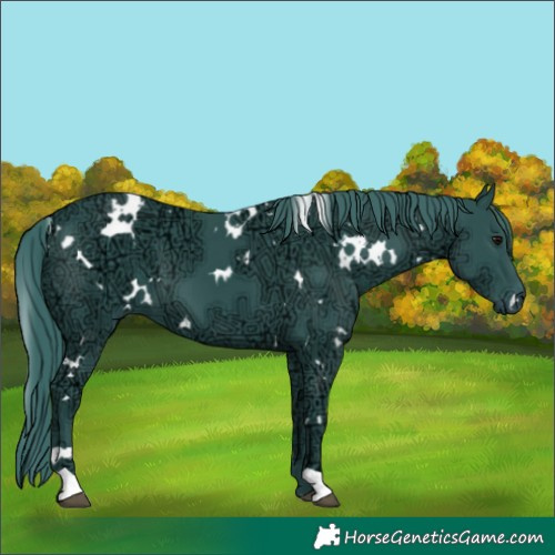 Horse Color:Watercolor White Spotted Black Ice 