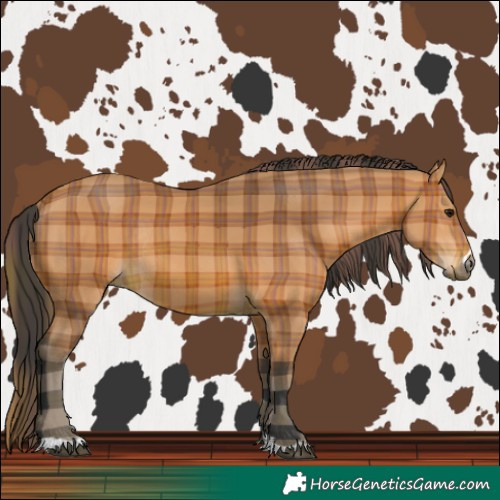 Horse Color:Plaid Bay Rabicano