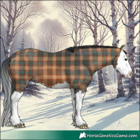Horse Color:Plaid  Bay Splash 