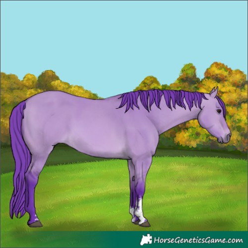 Horse Color:Watercolor Bay Dun Sabino