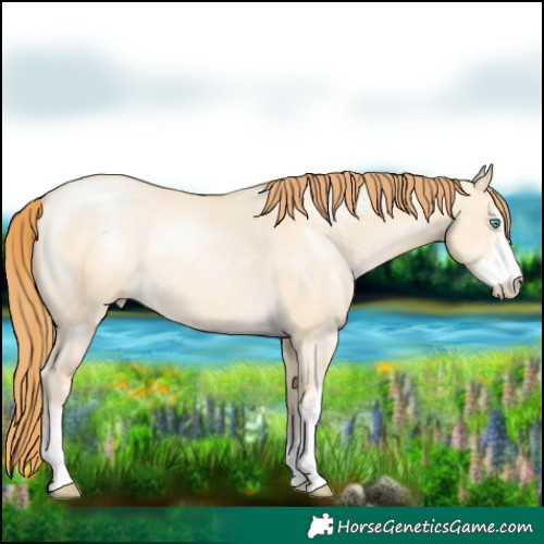 Horse Color:Buckskin Pearl Dun Sabino 