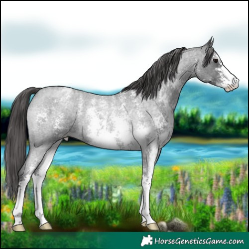 Horse Color:Blue Roan Sabino Blanket Rabicano