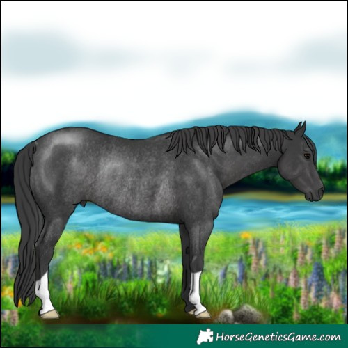 Horse Color:Black Rabicano 