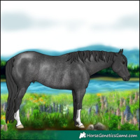 Horse Color:Black Rabicano 
