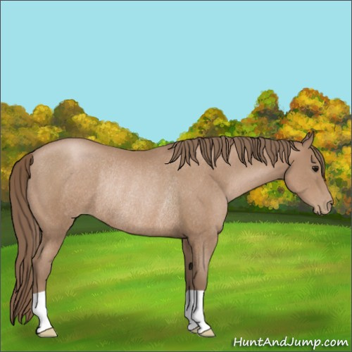 Horse Color:Black Pearl Rabicano 