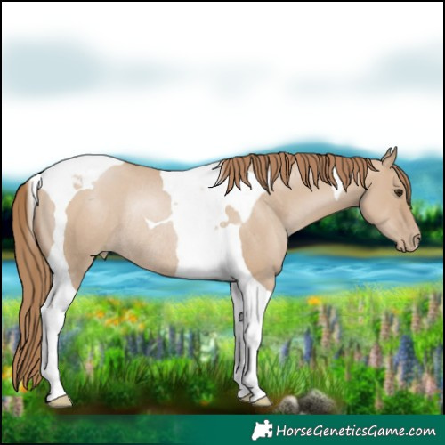 Horse Color:Grullo Pearl Tobiano Rabicano 