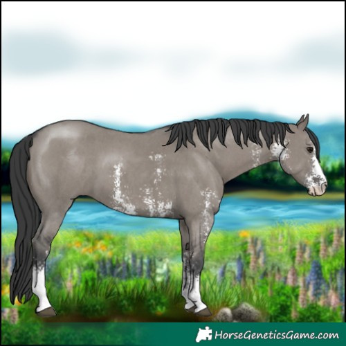 Horse Color:Grullo Sabino 