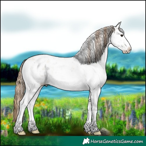 Horse Color:White Spotted Black Pearl Sabino Rabicano 