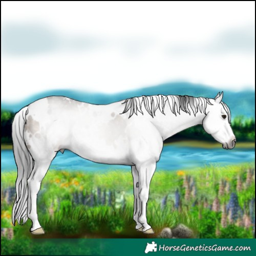 Horse Color:Gray White Spotted Brown Dun Splash