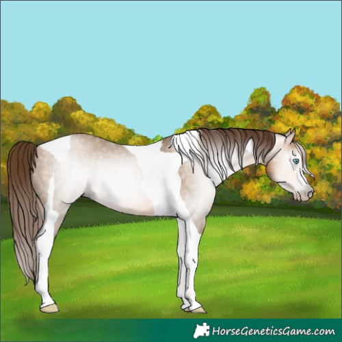 Horse Color:Gray Buckskin Pearl Tobiano Rabicano