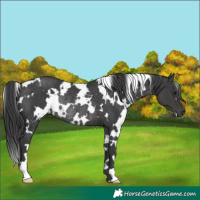 Horse Color:White Spotted Black Rabicano 