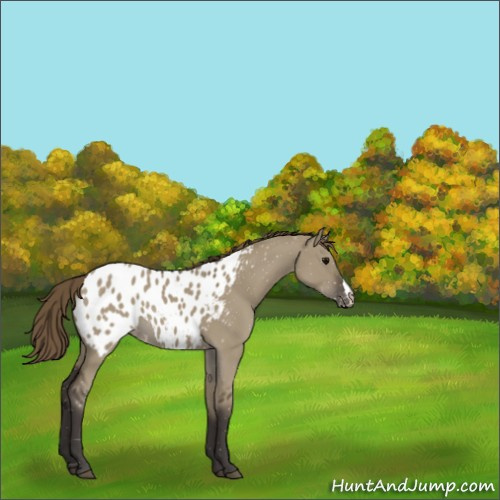 Horse Color:Smoky Grullo Appaloosa 