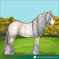 Horse Color:White Spotted Bay Dun Rabicano  and Gray White Spotted Bay Dun Rabicano 