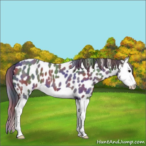 Horse Color:Nacre Smoky Grullo Splash Leopard 