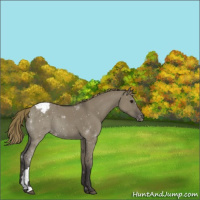Horse Color:Smoky Grullo Appaloosa 