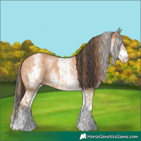 Horse Color:White Spotted Red Dun Rabicano and White Spotted Bay Dun Rabicano