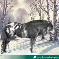 Horse Color:White Spotted Black Blanket 