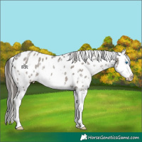 Horse Color:Grullo Sabino Splash Appaloosa Brindle 