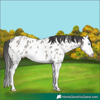 Horse Color:Grullo Sabino Splash Near Leopard Brindle