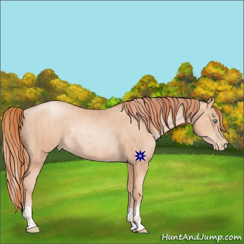 Horse Color:Gold Champagne Pearl Rabicano  and Sable Champagne Pearl Rabicano 