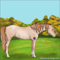 Horse Color:Gold Champagne Pearl Rabicano  and Sable Champagne Pearl Rabicano 