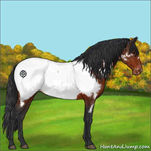 Horse Color:Brown Appaloosa 