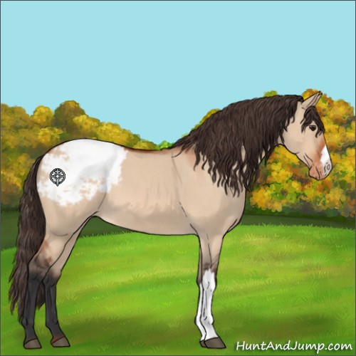 Horse Color:Brown Roan Dun Appaloosa 