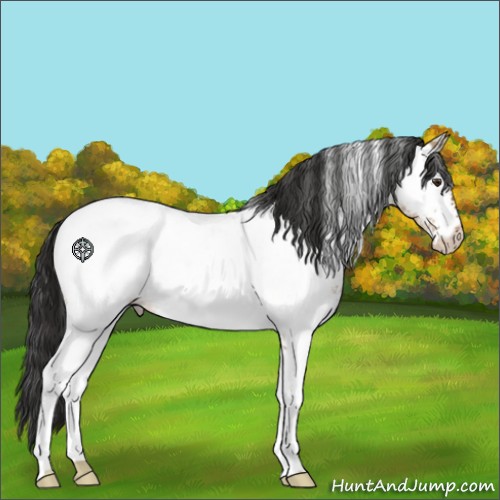 Horse Color:White Spotted Liver Red Dun Appaloosa 