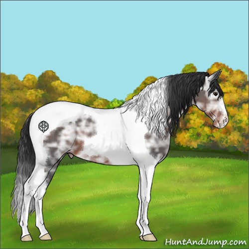 Horse Color:Brown Ice Tobiano Appaloosa 