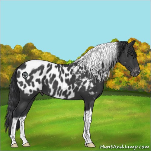 Horse Color:Black Tobiano Appaloosa 