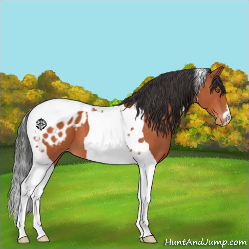 Horse Color:Brown Tobiano Appaloosa 