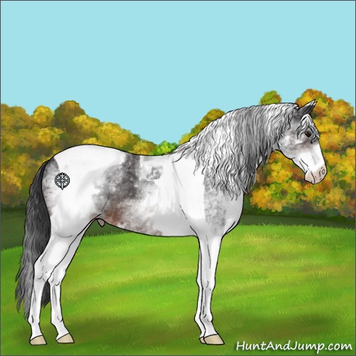 Horse Color:White Spotted Brown Tobiano Appaloosa Rabicano 