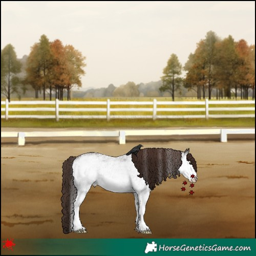 Horse Color:White Spotted Liver Chestnut Rabicano 