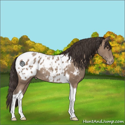 Horse Color:Classic Champagne Tobiano Appaloosa 