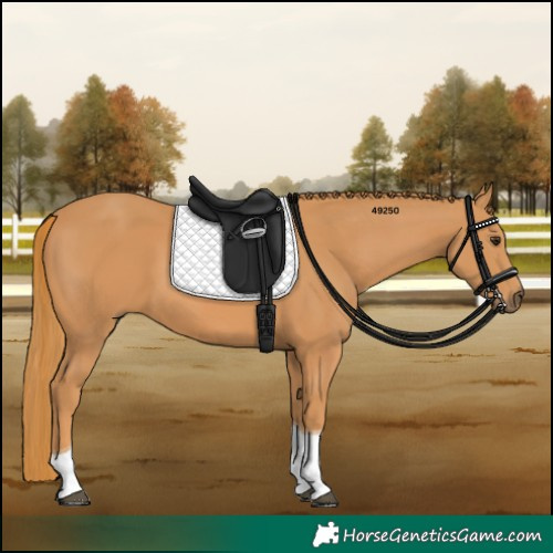 Horse Color:Chestnut Tobiano 