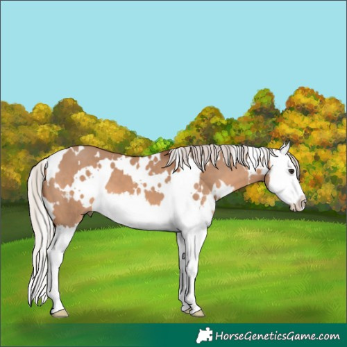 Horse Color:White Spotted Silver Brown Dun Splash 
