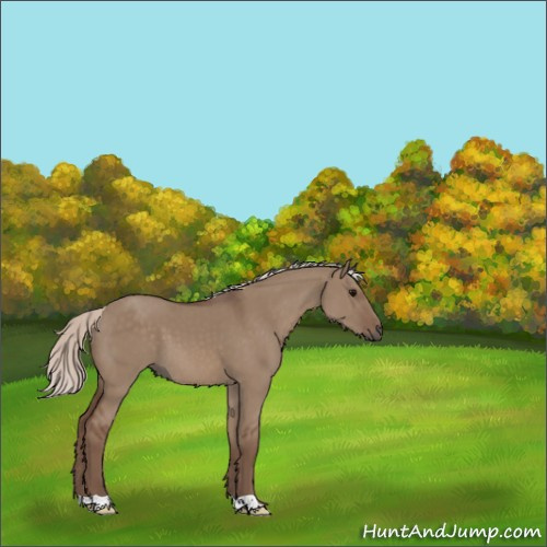 Horse Color:Silver Grullo 