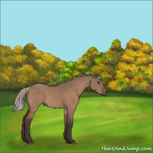Horse Color:Silver Brown Dun 