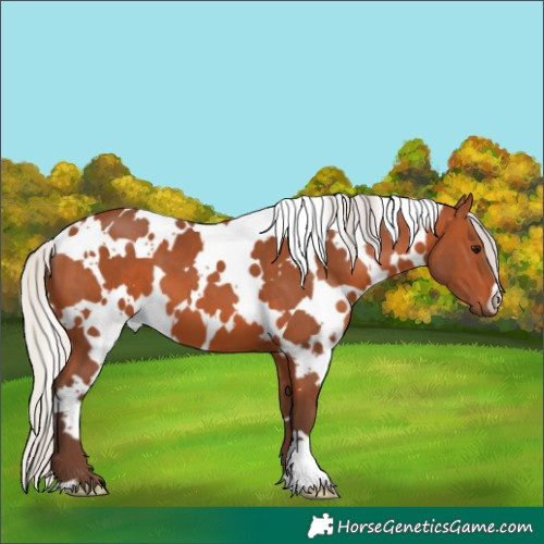 Horse Color:White Spotted Silver Bay 